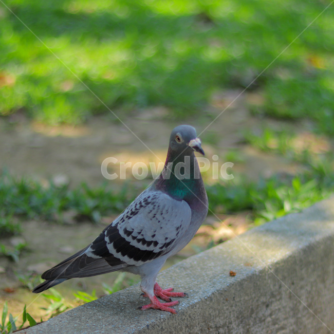 새,동물,비둘기,animal,조류,bird,동물,animal,조류,새,birds