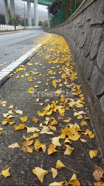 은행,가을,산책,자연,나뭇잎