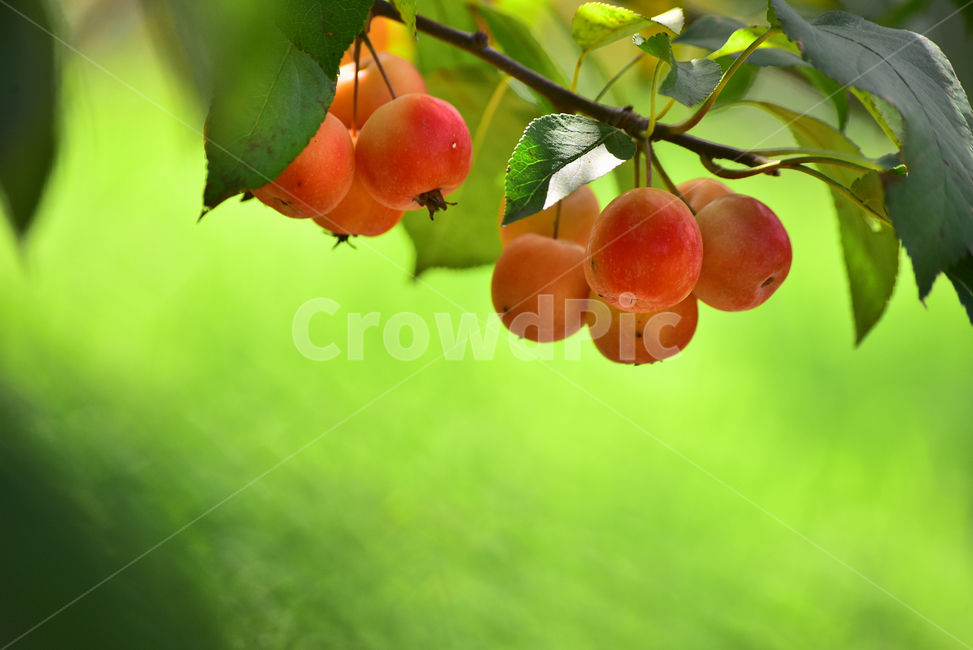 사과,애기사과,능금,과일,식용,음식,푸드,apple,fruit,간식,디저트,먹거리,구연산,달콤,새콤,나무열매,열매,food,plant,배경,바탕,백그라운드,background,빨강색,레드,식물,과일,열매,fruit