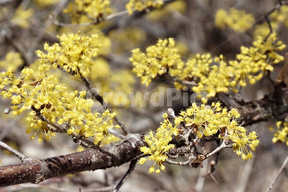 봄,산수유,꽃,노란색,나무,식물,자연,계절,yellow,nature,season,flower,beauty,tree,봄,계절,spring,season,식물,자연,plants,nature,꽃,flower,plant