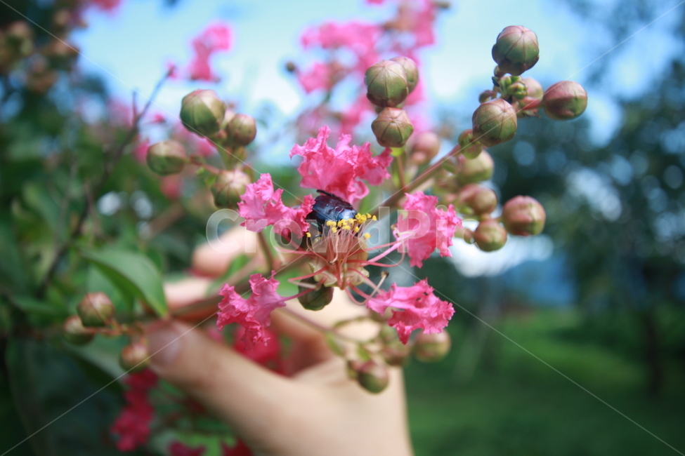 tree,배롱나무,배롱꽃,꽃나무,plant,식물,벌레