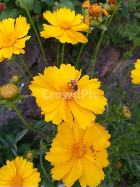 노란꽃,꿀벌,노랑코스모스,들꽃,야생화,yellow,bee,flower,field,honey,꿀