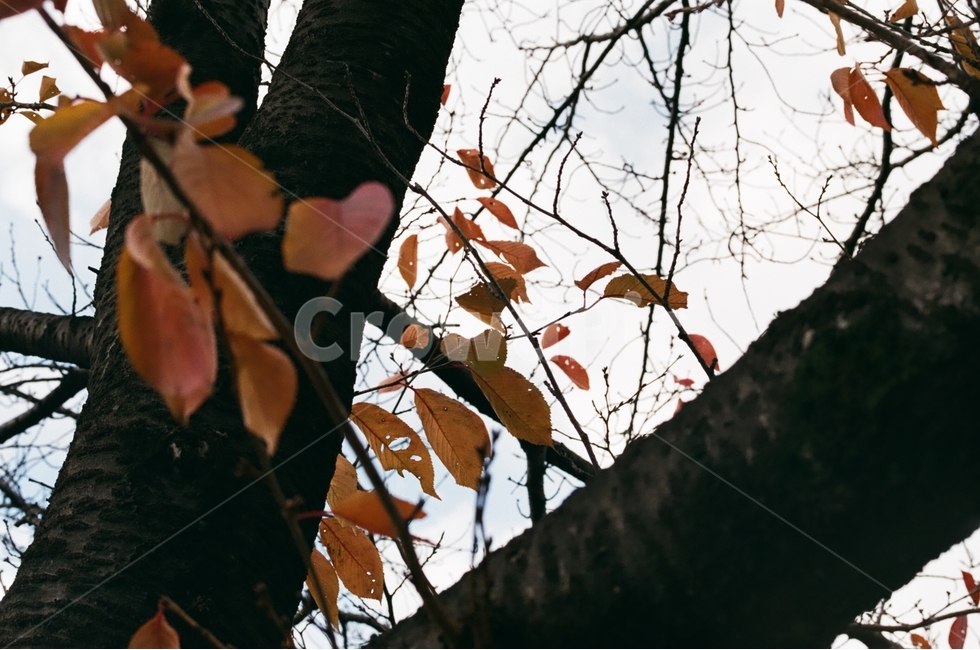 하늘,나뭇잎,나무,가을,필름사진,가을,계절,fall,autumn,season,식물,자연,plants,nature,plant,leaf,잎,tree