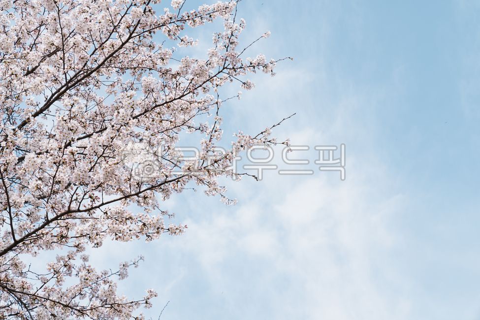 spring,sky,cloud,cherry blossom tree,Cherry Blossom,background,cherryblossom