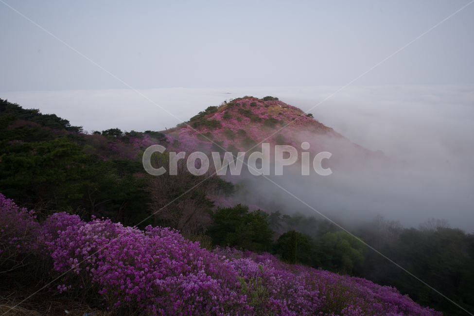 진달래,만개,개화,꽃,배경,바탕,뒷배경,배경이미지,고려산,진달래꽃,고려산정취,4월의고려산,진달래축제
