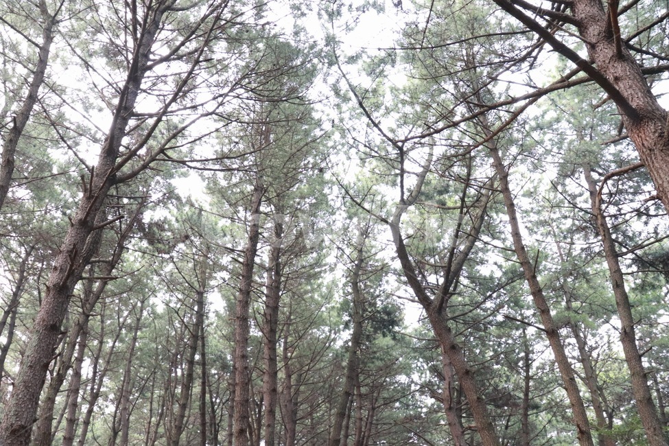 나무,tree,식물,plant,숲
