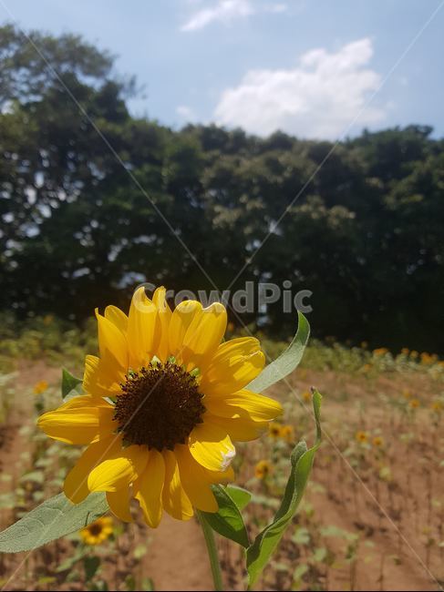 해바라기,꽃,sunflower,flower,농장,farm,농촌,outdoors,field,자연,nature