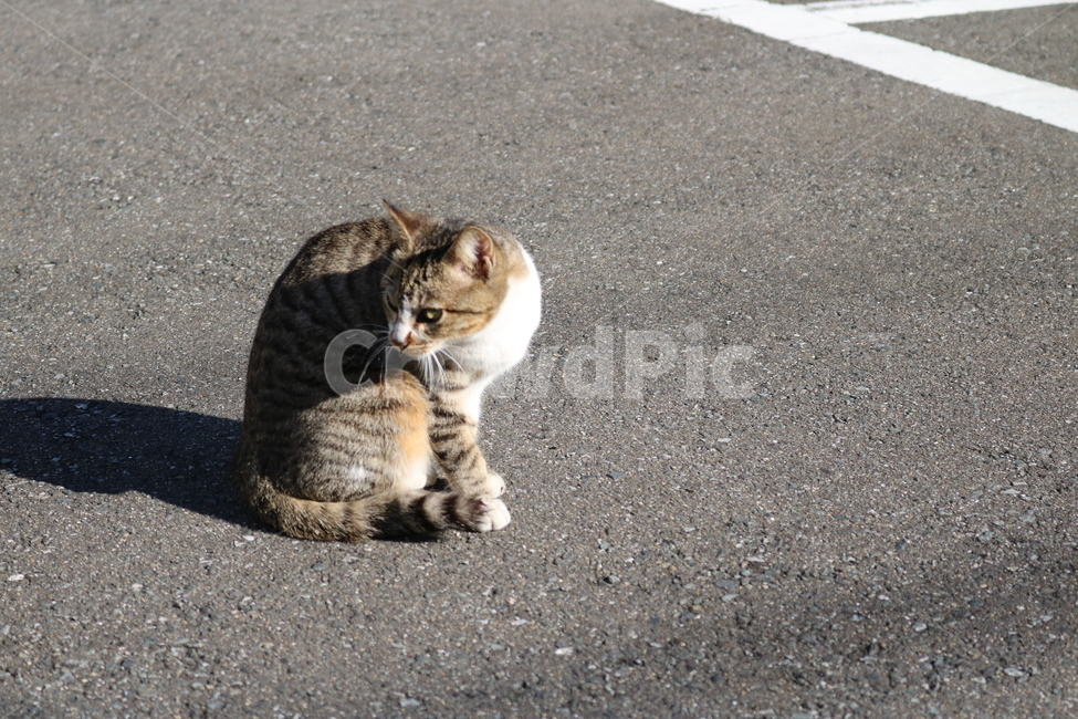 고양이,길고양이,길냥이,유기묘,밤색고양이