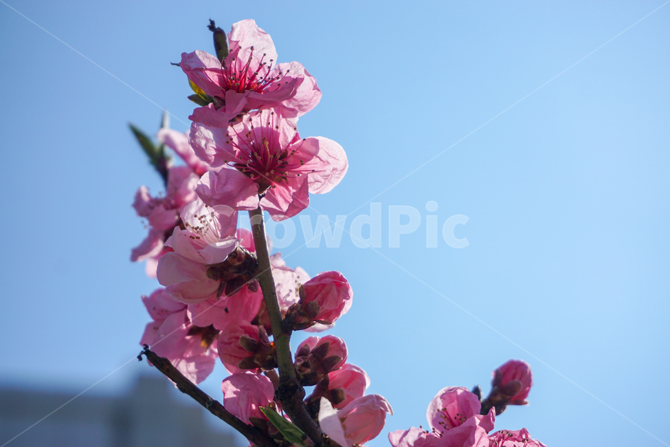꽃,봄,분홍꽃,봄꽃,아웃포커싱,봄,계절,spring,season,식물,자연,plants,nature,꽃,flower,plant,blossom