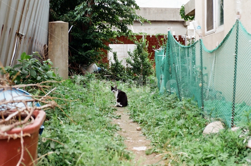 고양이,길고양이,길냥이,골목,거리,풍경,동물,animal,포유류,mammal,고양이,cat,kitten,kitty