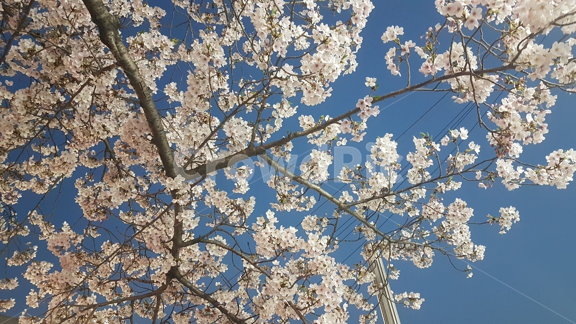 봄,벚꽃,진해,군항제,꽃,봄꽃,봄,계절,spring,season,plant,식물,flower,blossom,cherry blossom