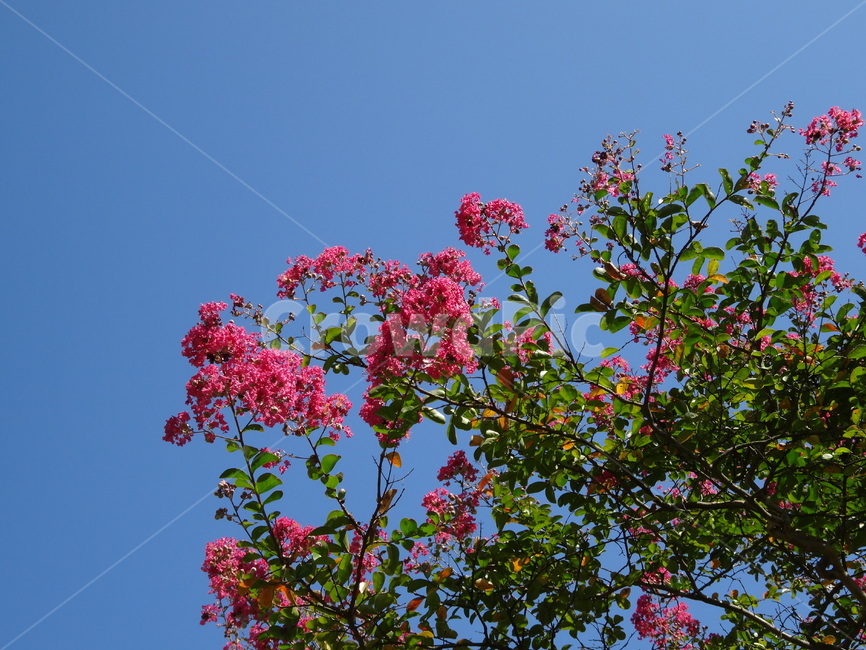 plant,식물,꽃,나무,tree,식물,자연,plants,nature,꽃,flower,나무,trees,wood