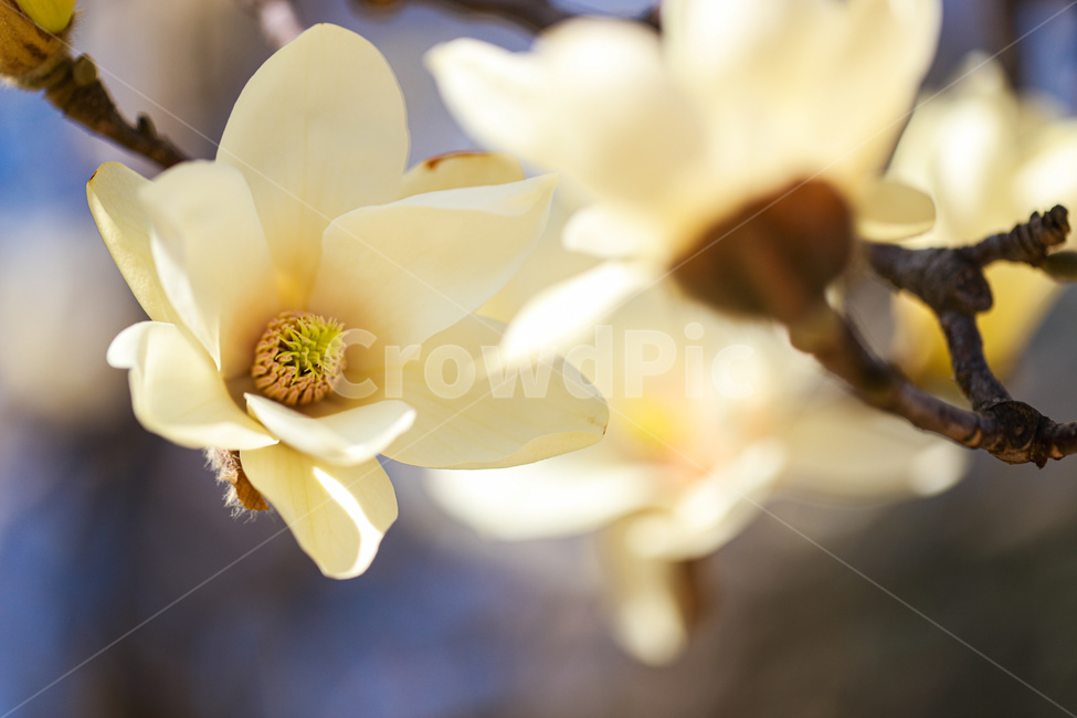 꽃,봄,나무,식물,flower,식물,자연,plants,nature,꽃,flower