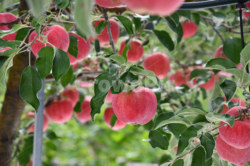 사과,과수원,과일,apple,plant,food,식품,fruit,식물,과일,열매,fruit