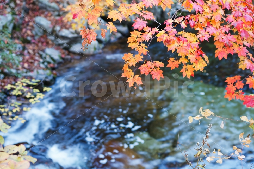 방태산,계곡,단풍,물,가을,강원도,가을,계절,fall,autumn,season,식물,자연,plants,nature,leaf,잎,plant,tree,나무