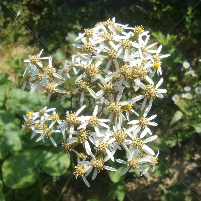 취나물꽃,산채류,농산물,흰꽃,여러해살이풀,식물,자연,plants,nature,꽃,flower