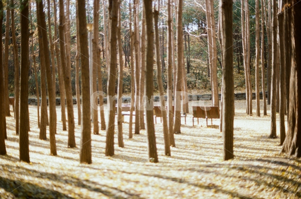 겨울,필름사진,풍경,나무,film,감성사진,계절,아늑한,잔잔한,sensitive,tree,winter,landscape,하늘,조용한,힐링,산책,겨울나무,숲,겨울,계절,winter,season,식물,자연,plants,nature,나무,trees,wood,감성,sensible,feeling,휴식,힐링,rest,relaxation,healing
