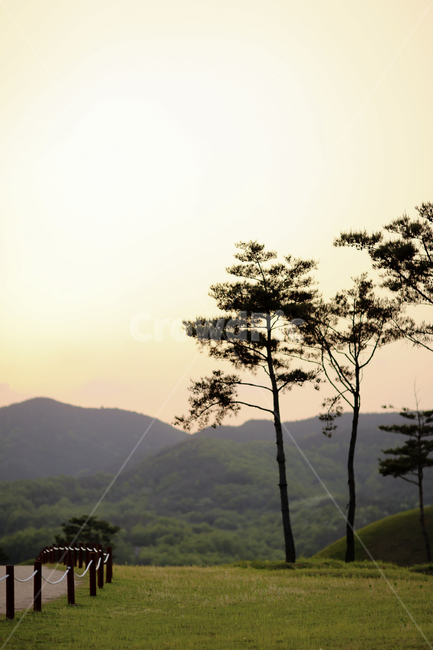 의성,노을,소나무,자연,감성,들판,자연,풍경,nature,landscape,outdoors,옥외
