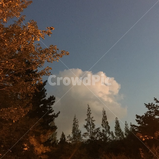자연,구름,나무,감성,식물,밤하늘,밤,겨울,계절,울창한,숲,trees,nature,wood,night,landscape,nightscape,cloud