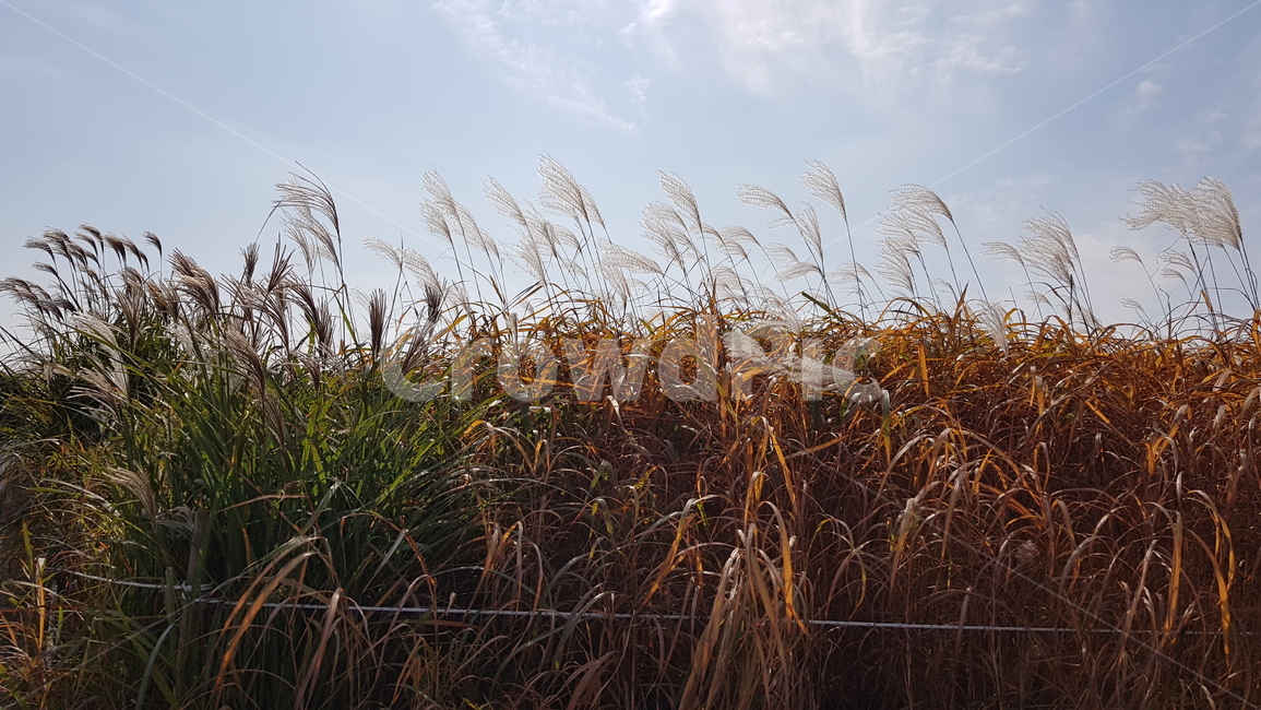 갈대,억새,갈대숲,계절,날씨,갈대밭,브라운,갈색,잎,식물,자연,풍경,grass,plant,lawn,가을,계절,fall,autumn,season,자연,풍경,nature,landscape,잔디