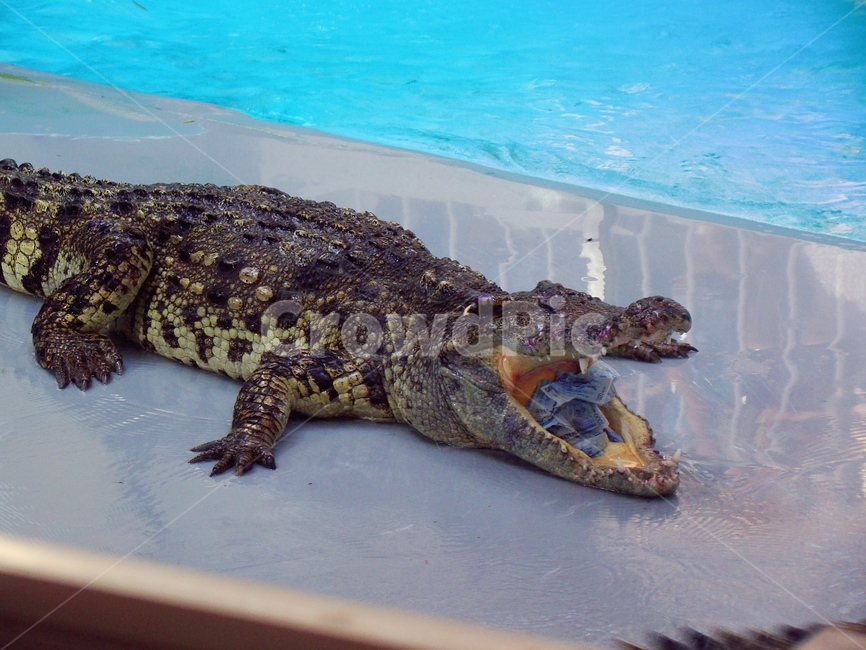 악어,파충류,동물,돈,화폐,지폐,동물,animal,파충류,양서류,reptile,amphibian