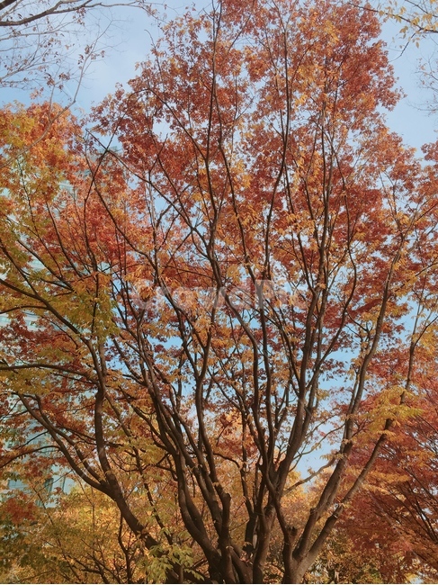 식물,plant,나무,tree,나무줄기,treetrunk,단풍,maple,공원,가을