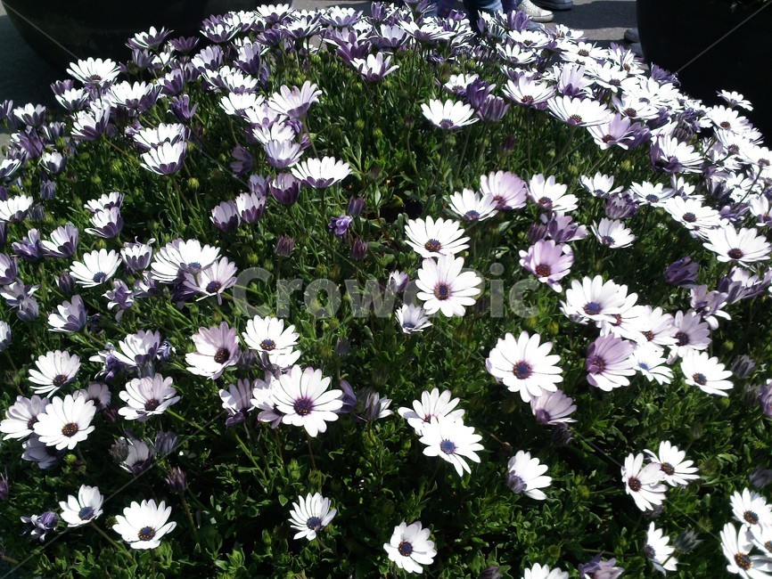 plant,식물,flower,꽃,blossom,식물,자연,plants,nature,꽃,flower