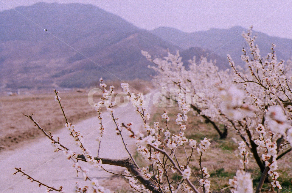 봄,벚꽃,나무,산,논,시골,cherryblossomflowers,풍경,spring,season,식물,자연,꽃,trees,감성,봄,계절,spring,season,plant