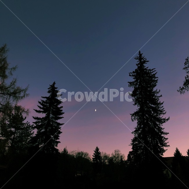 달,풍경,자연,일몰,선셋,초승달,숲,moon,반달,분위기
