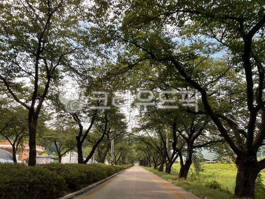 길,길가,자연,쭉뻣은길,도로,나무,식물,아스팔트,road,asphalt,plant,tree