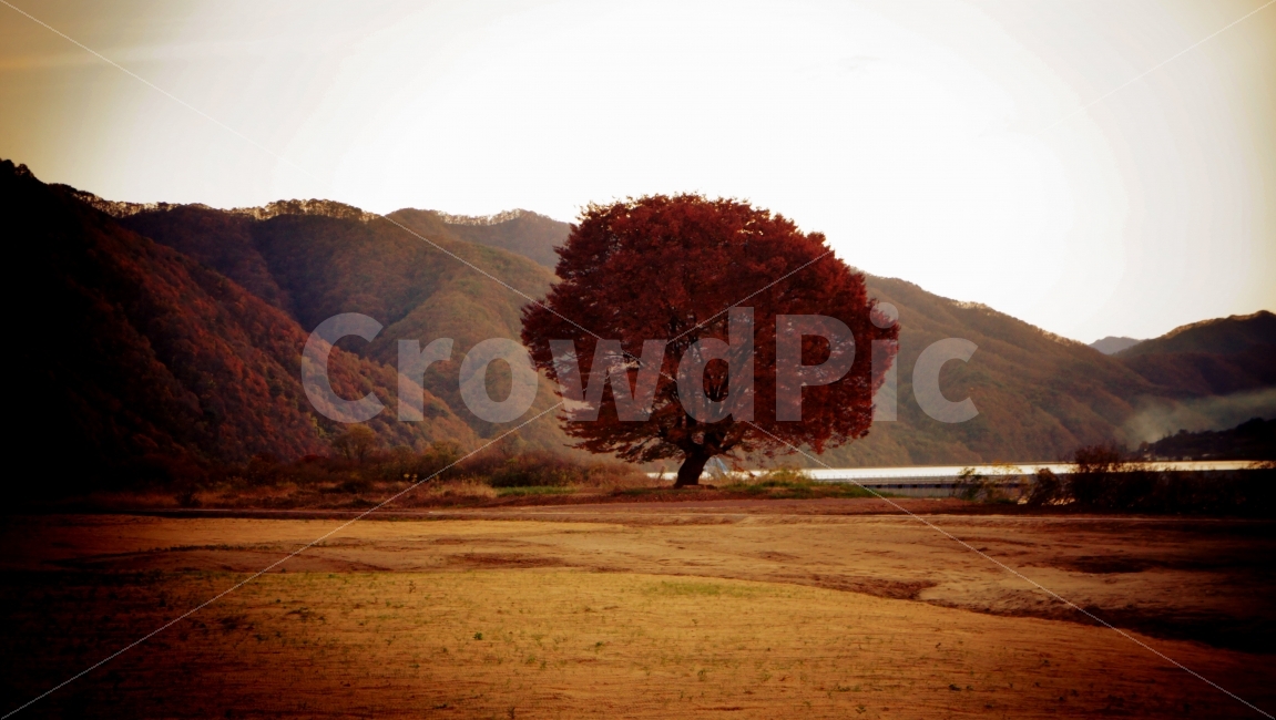 나무,가을,자연,풍경,산,낙엽,단풍,느낌,분위기,가을,계절,fall,autumn,season,자연,풍경,nature,landscape,한국자연풍경,한국자연경관,korea nature landscape,식물,plants,나무,trees,wood,plant,tree