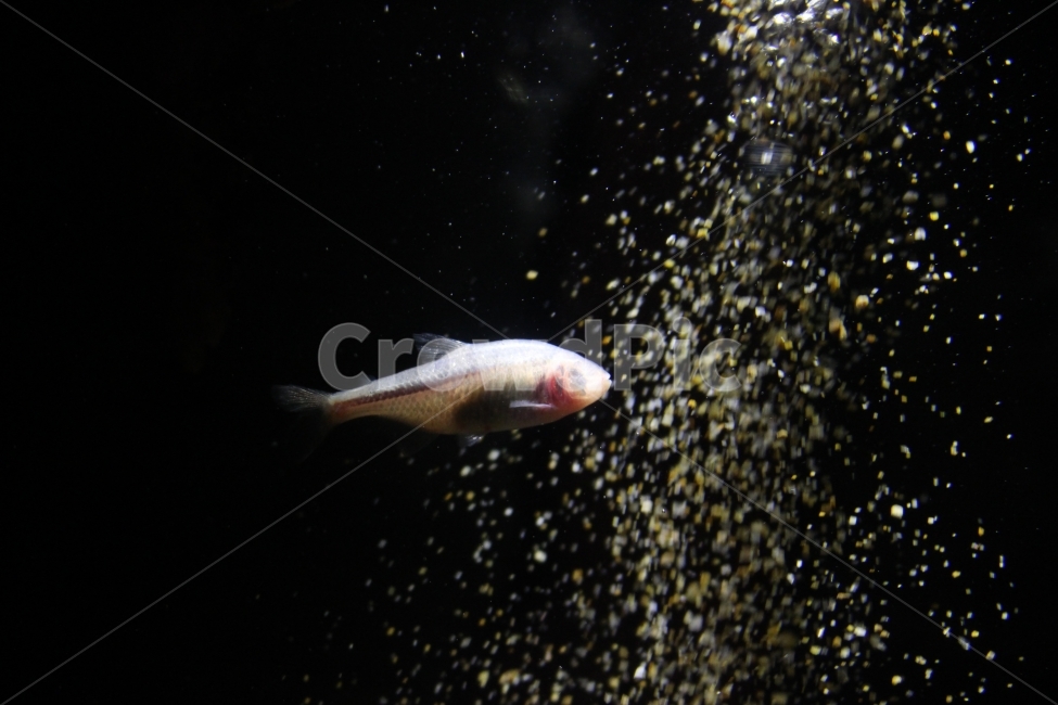 물고기,조명,샤랄라,느낌적인느낌,생선,동물,animal,어류,물고기,fish