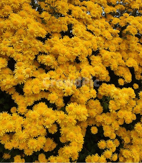 가을국화,국화,가을,꽃,flower,노란꽃,꽃,flower