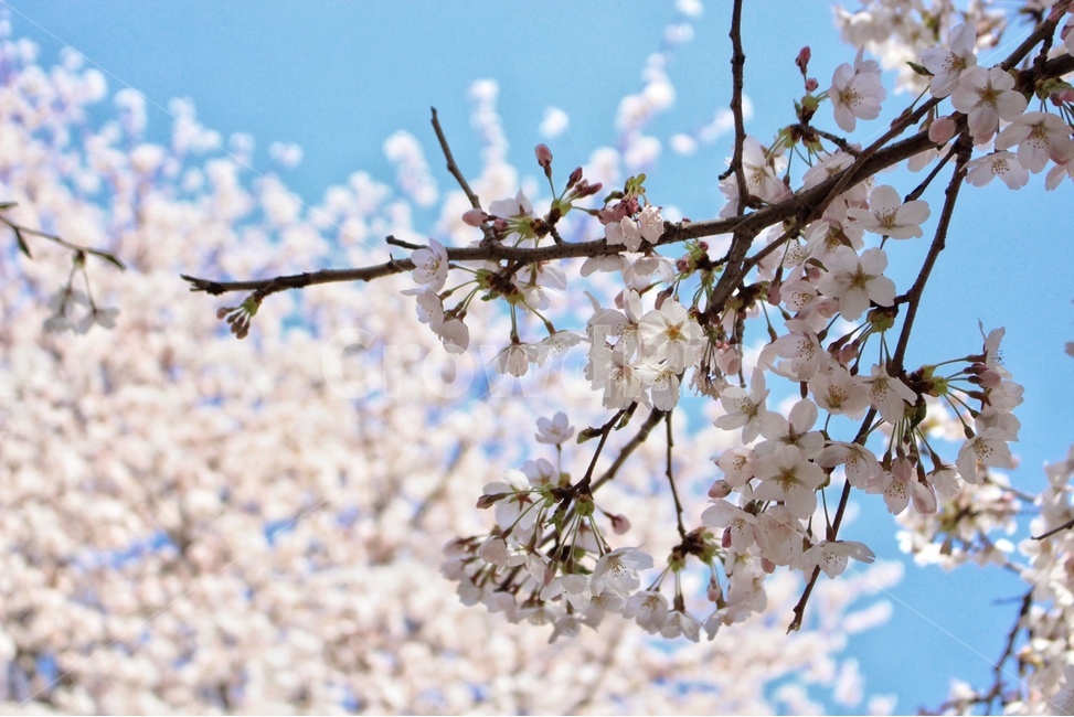 plant,식물,flower,blossom,꽃,벚꽃,꽃봉오리,petal,pinkflower,cherryblossom,자연