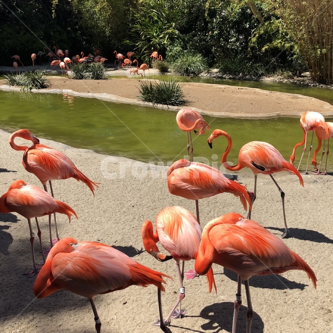 동물,동물원,새,플라밍고,홍학,flamingo,animal
