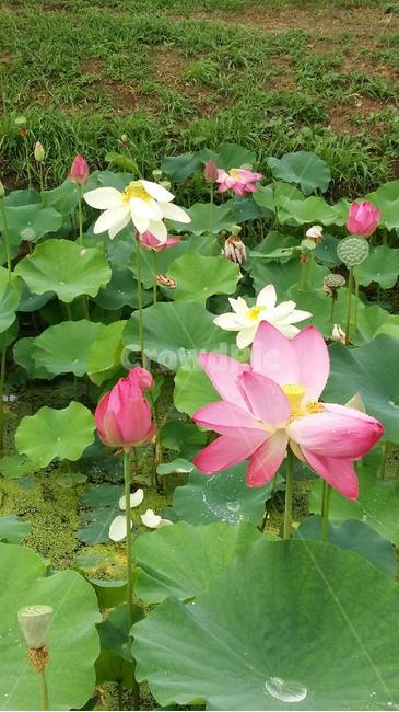 꽃,식물,flower,plant,blossom