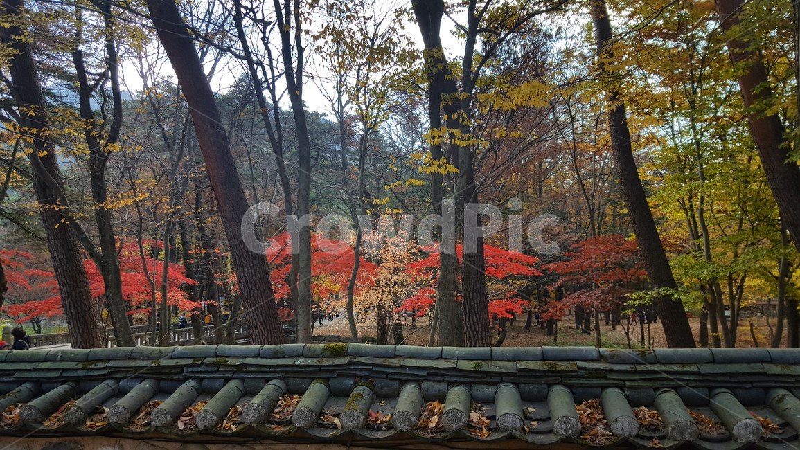 가을,풍경,담장,나무와단풍,홍옆,가을,계절,fall,autumn,season,한국자연풍경,한국자연경관,korea nature landscape,plant,식물,tree,나무,maple,단풍