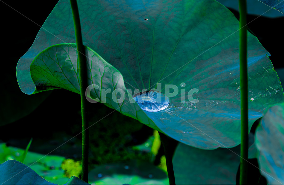 연잎,연대,문양,무늬,습지,식물,자연,plants,nature