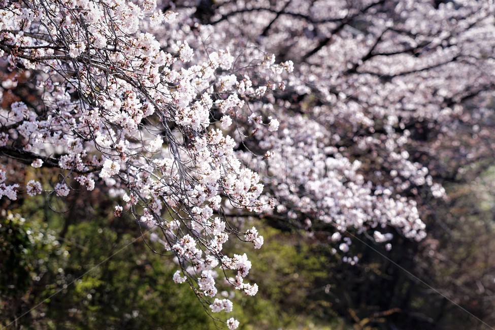 벚꽃,봄,꽃,나무,자연,식물,예쁨,아름다움,하얀색,분홍색,감성,느낌,nature,flower,spring,white,pink,beauty,emotion,feeling,trees,봄,계절,spring,season,꽃,flower,plant,blossom