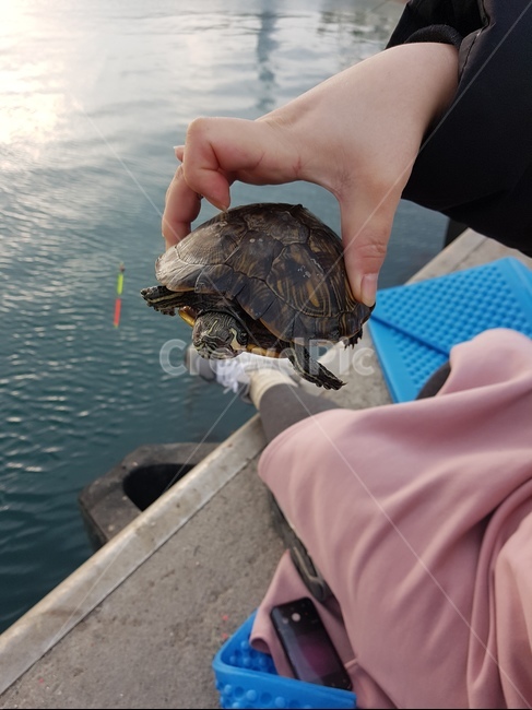 거북이,바다,낚시,바다거북이,방생,동물,animal,파충류,양서류,reptile,amphibian