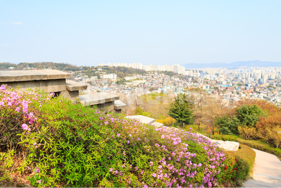 서울성곽,한양도성,도성,서울,성벽,한양,조선,한성,전통,건축,문화재,문화유산,방어,조선시대,조선왕조,여행지,관광지,풍경,경치,성곽,전경,도시,높은,비탈,산,경사,계단,진달래,봄,봄풍경,봄꽃,아름다운,자연,도시전경,건물,빌딩,산책,산책로