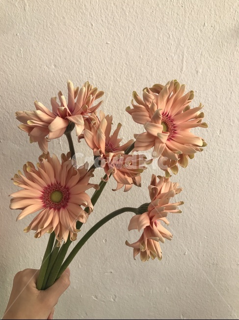 꽃,거베라,파스타거베라,flower,예쁜꽃,독특한꽃,특이한꽃