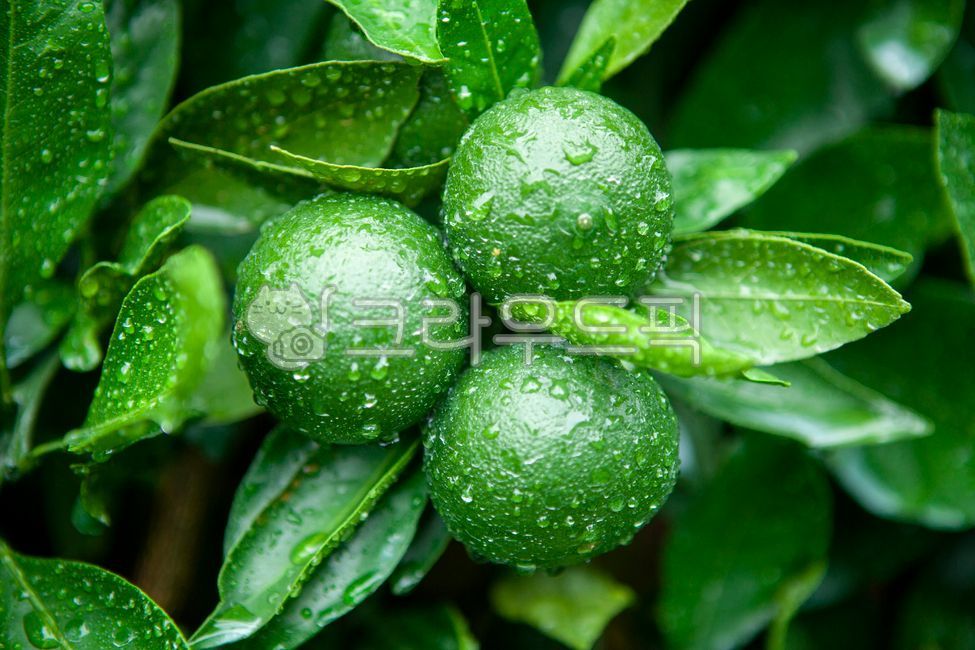 청귤,노지귤,감귤,노지감귤,귤,제주도과일