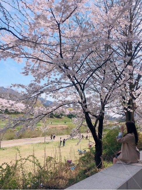 봄,spring,여자,벚꽃,cherryblossom,벚꽃나무,봄꽃,앉아있는여자,옆모습,woman,female,nature,봄,계절,spring,season,사람,인물,인간,human,person,여성,여자,woman,female,lady