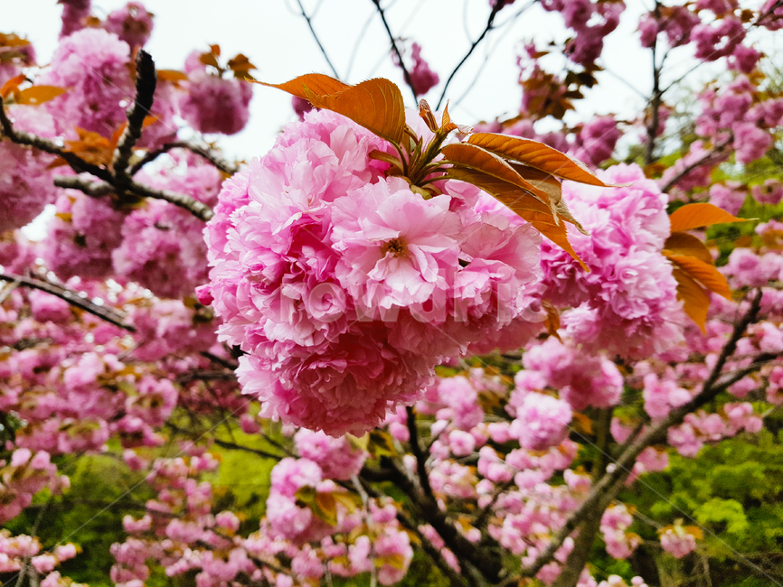 벚꽃,꽃,봄,겹벚꽃,식물,나무,잎,분홍,flower,cherryblossoms,landscape,scenery,scene,view,sight,leaf,tree,plant,자연,nature,pink,spring