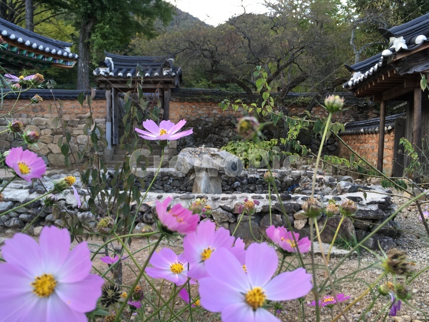 선암사,풍경,가을,낙엽,돌담장,담장,기와,코스모스,산사,산지승원,절,사찰,불교,템플스테이,기도,유네스코,세계문화유산,돌담,문,산책,한국전통,한국문화,korean traditional,korean culture,건축물,건물외관,exterior,building,structure,architecture,construction