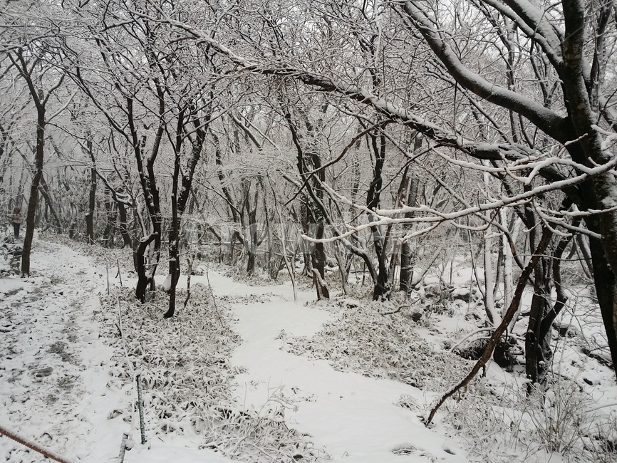 nature,자연,outdoors,옥외,vegetation,초목,plant,식물,설경,나무,겨울,계절,winter,season
