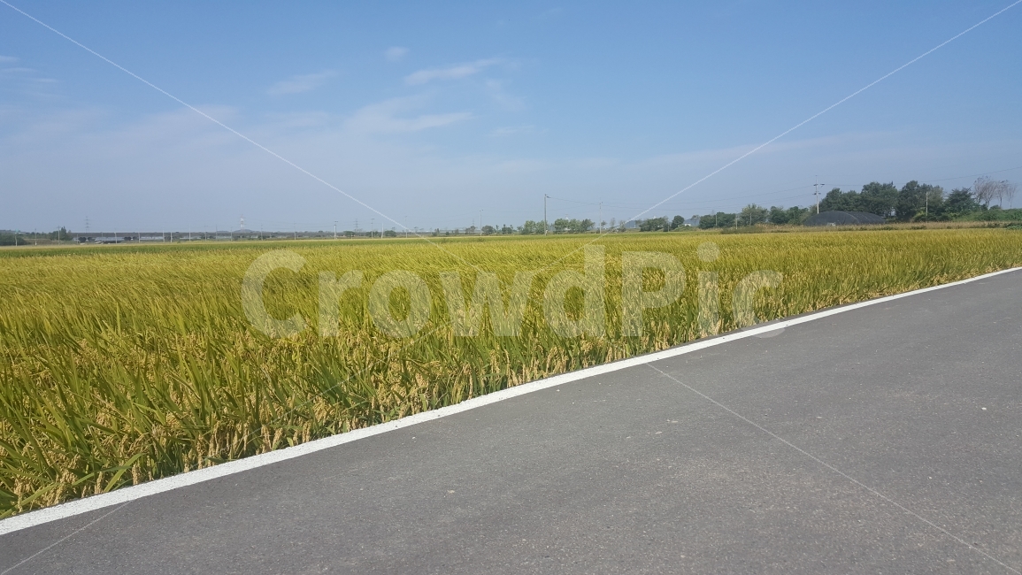 벼,농사,가을,농촌,시골,추수철,벼농사,가을하늘,벼이삭,시골,마을,풍경,landscape,country,rural,town