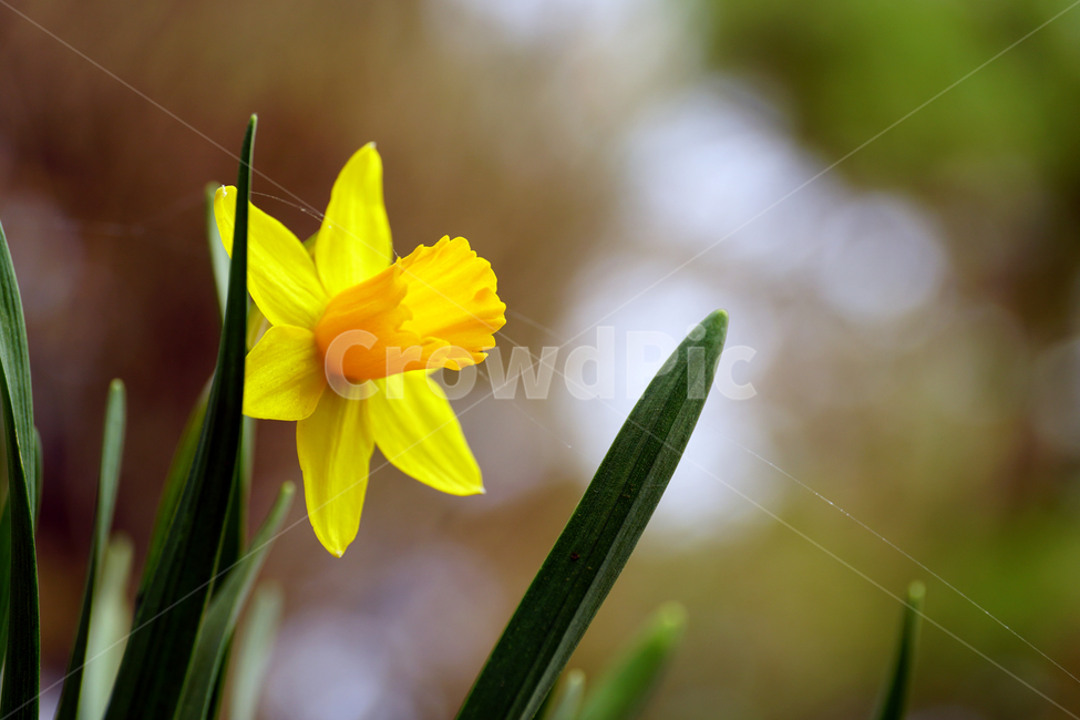 수선화,한국자연,꽃,꽃사진,플라워,flower,봄,봄꽃,spring,식물,plants,자연,nature,풍경,landscape,계절,season,snap,스냅,접사,macro,closeup,클로즈업,감성사진,감성,힐링,healing,느낌,feel,feeling,꽃밭,화단,나무,나뭇가지,tree,꽃봉오리,4월,April,봄,계절,spring,season,식물,자연,plants,nature,꽃,flower,plant,blossom