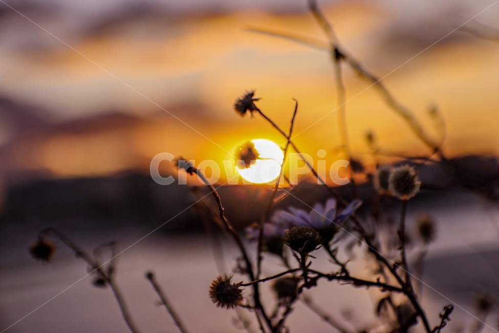 flare,플레어,꽃,노을,태양,식물,자연,plants,nature,꽃,flower